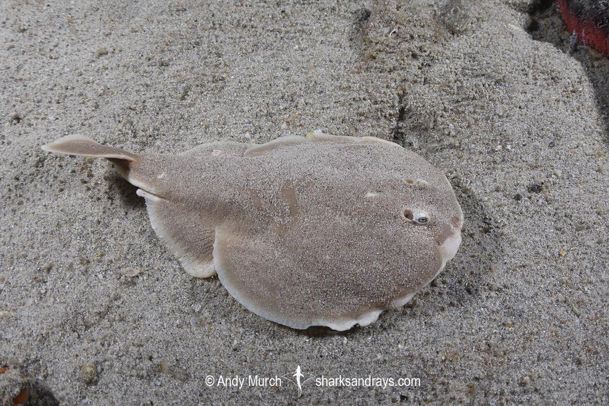 Finless Sleeper Ray, Temera hardwickii. Aka Shortnose Electric Ray. The smallest ray in the world. Tioman Island, Malaysia, South China Sea.
