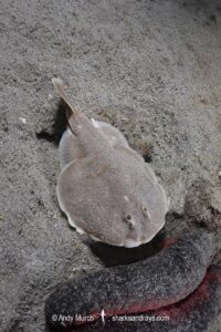 Finless Sleeper Ray, Temera hardwickii. Aka Shortnose Electric Ray. The smallest ray in the world. Tioman Island, Malaysia, South China Sea.
