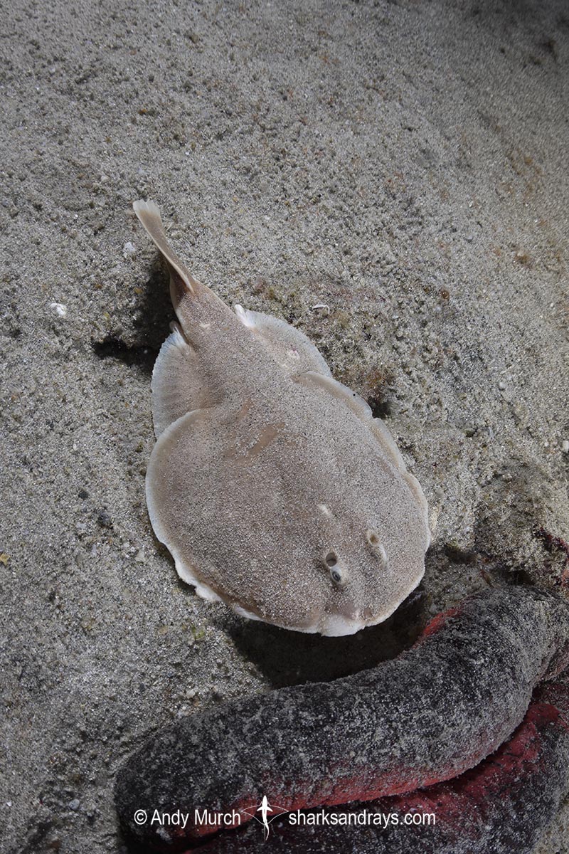 Finless Sleeper Ray, Temera hardwickii. Aka Shortnose Electric Ray. The smallest ray in the world. Tioman Island, Malaysia, South China Sea.