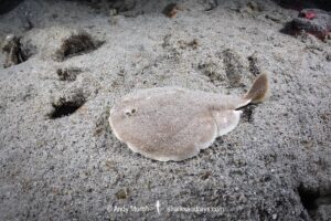 Finless Sleeper Ray, Temera hardwickii. Aka Shortnose Electric Ray. The smallest ray in the world. Tioman Island, Malaysia, South China Sea.