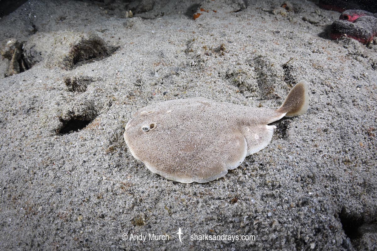 Finless Sleeper Ray, Temera hardwickii. Aka Shortnose Electric Ray. The smallest ray in the world. Tioman Island, Malaysia, South China Sea.