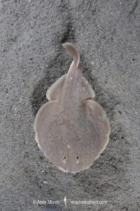 Finless Sleeper Ray, Temera hardwickii. Aka Shortnose Electric Ray. The smallest ray in the world. Tioman Island, Malaysia, South China Sea.