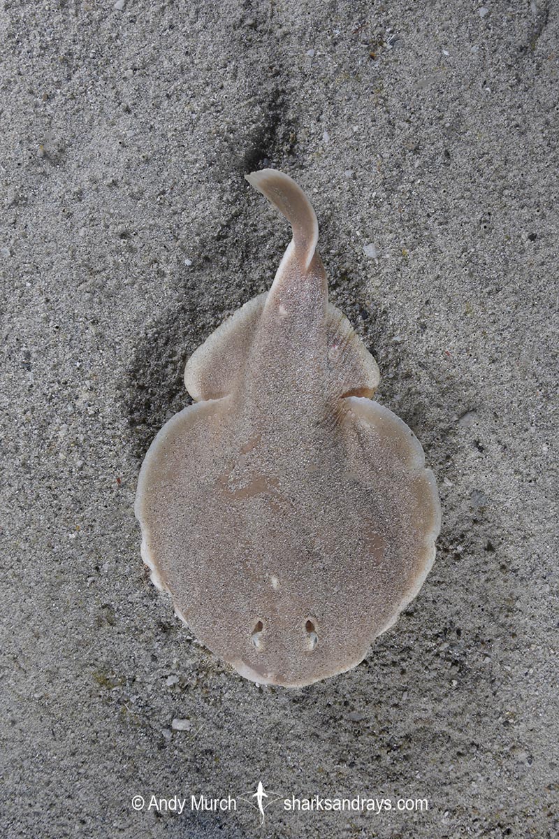Finless Sleeper Ray, Temera hardwickii. Aka Shortnose Electric Ray. The smallest ray in the world. Tioman Island, Malaysia, South China Sea.