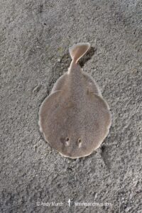 Finless Sleeper Ray, Temera hardwickii. Aka Shortnose Electric Ray. The smallest ray in the world. Tioman Island, Malaysia, South China Sea.