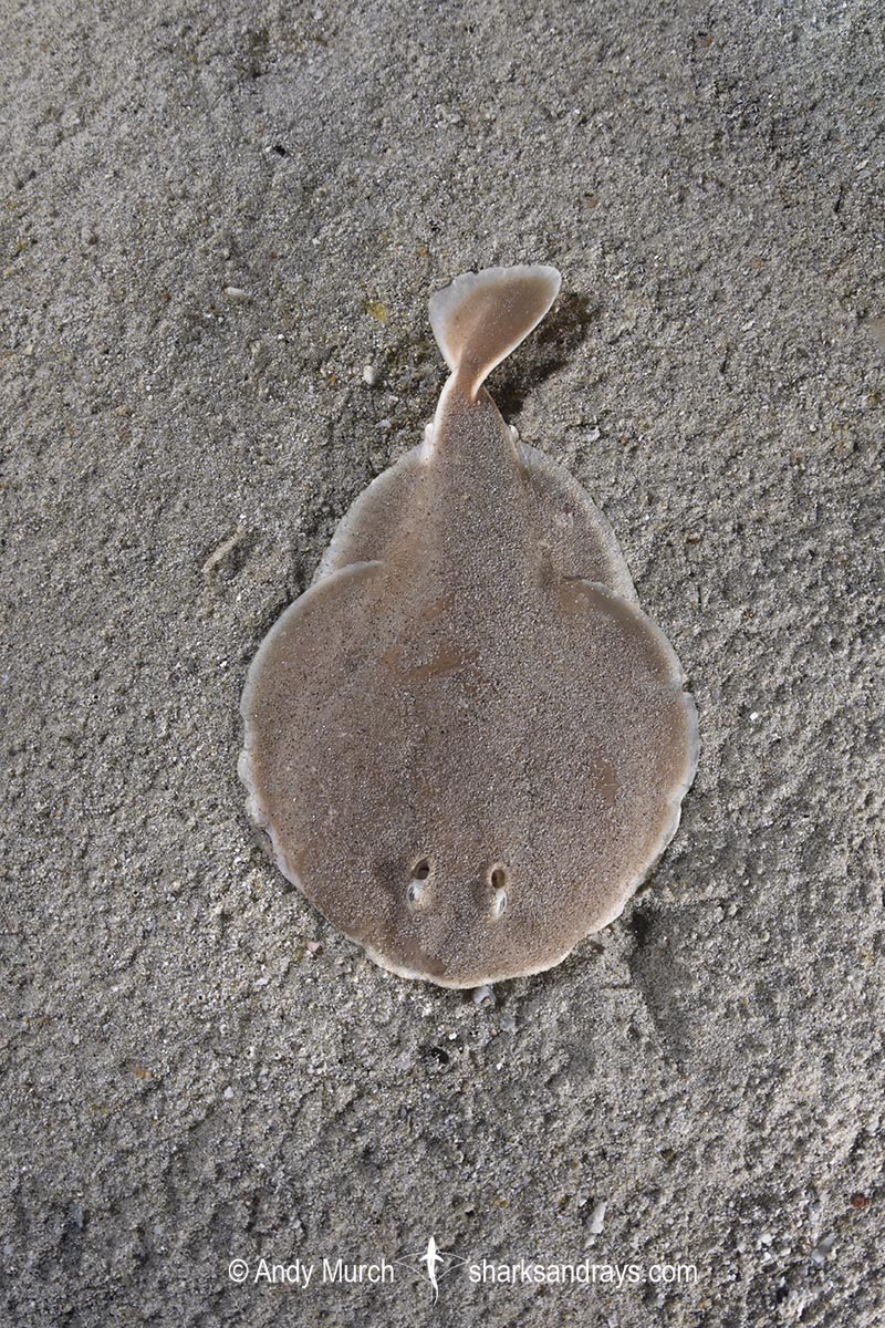 Finless Sleeper Ray, Temera hardwickii. Aka Shortnose Electric Ray. The smallest ray in the world. Tioman Island, Malaysia, South China Sea.