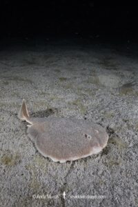 Finless Sleeper Ray, Temera hardwickii. Aka Shortnose Electric Ray. The smallest ray in the world. Tioman Island, Malaysia, South China Sea.