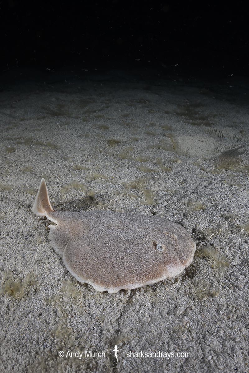 Finless Sleeper Ray, Temera hardwickii. Aka Shortnose Electric Ray. The smallest ray in the world. Tioman Island, Malaysia, South China Sea.