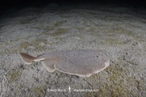Finless Sleeper Ray, Temera hardwickii. Aka Shortnose Electric Ray. The smallest ray in the world. Tioman Island, Malaysia, South China Sea.