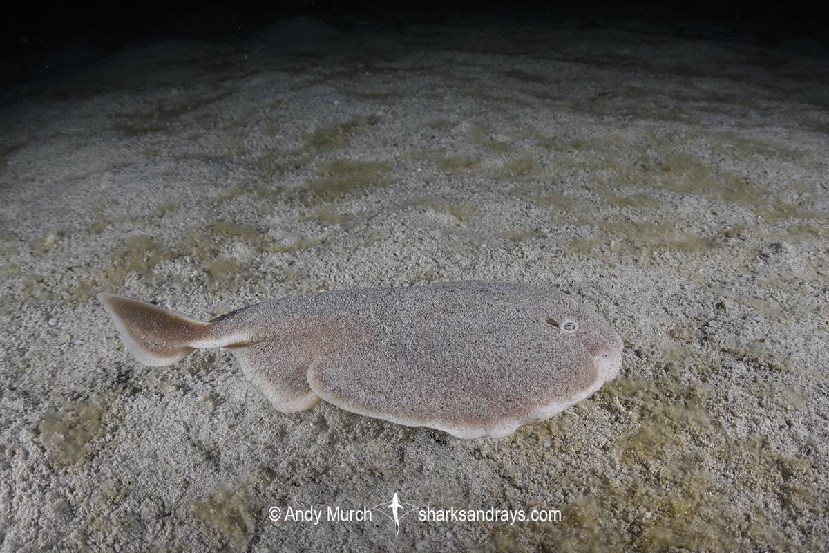 Finless Sleeper Ray, Temera hardwickii. Aka Shortnose Electric Ray. The smallest ray in the world. Tioman Island, Malaysia, South China Sea.
