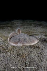 Finless Sleeper Ray, Temera hardwickii. Aka Shortnose Electric Ray. The smallest ray in the world. Tioman Island, Malaysia, South China Sea.