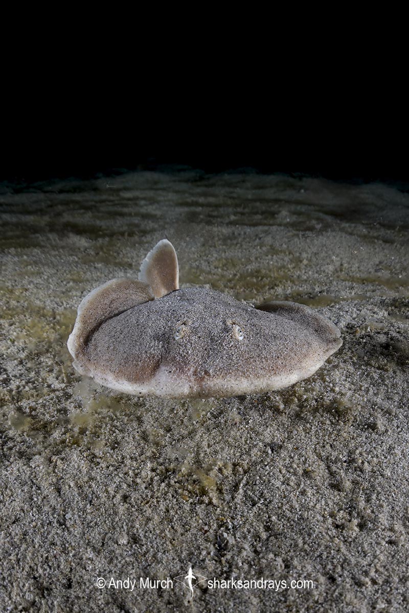Finless Sleeper Ray, Temera hardwickii. Aka Shortnose Electric Ray. The smallest ray in the world. Tioman Island, Malaysia, South China Sea.