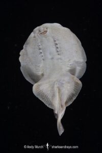 Finless Sleeper Ray, Temera hardwickii. Aka Shortnose Electric Ray. The smallest ray in the world. Tioman Island, Malaysia, South China Sea.