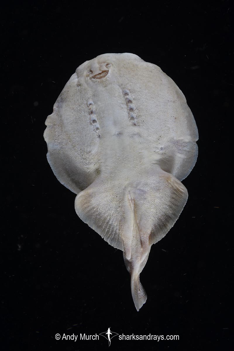 Finless Sleeper Ray, Temera hardwickii. Aka Shortnose Electric Ray. The smallest ray in the world. Tioman Island, Malaysia, South China Sea.