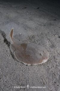 Finless Sleeper Ray, Temera hardwickii. Aka Shortnose Electric Ray. The smallest ray in the world. Tioman Island, Malaysia, South China Sea.
