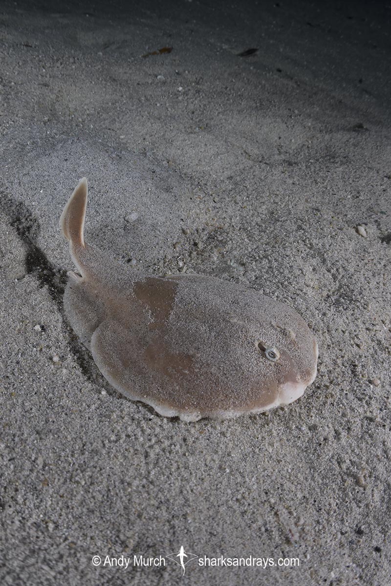 Finless Sleeper Ray, Temera hardwickii. Aka Shortnose Electric Ray. The smallest ray in the world. Tioman Island, Malaysia, South China Sea.