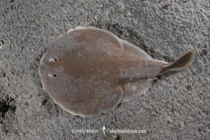 Finless Sleeper Ray, Temera hardwickii. Aka Shortnose Electric Ray. The smallest ray in the world. Tioman Island, Malaysia, South China Sea.