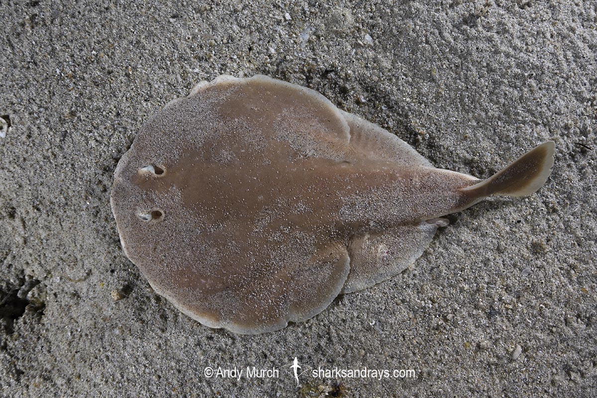 Finless Sleeper Ray, Temera hardwickii. Aka Shortnose Electric Ray. The smallest ray in the world. Tioman Island, Malaysia, South China Sea.