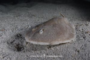 Finless Sleeper Ray, Temera hardwickii. Aka Shortnose Electric Ray. The smallest ray in the world. Tioman Island, Malaysia, South China Sea.