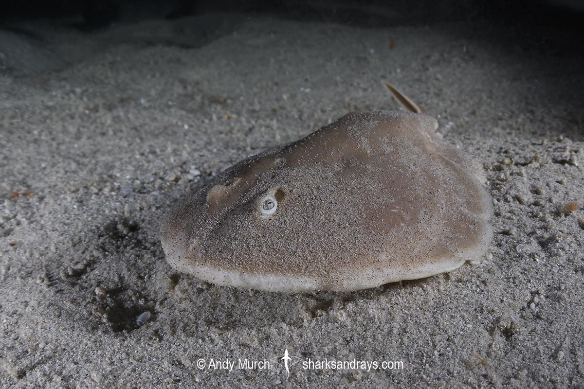 Finless Sleeper Ray, Temera hardwickii. Aka Shortnose Electric Ray. The smallest ray in the world. Tioman Island, Malaysia, South China Sea.