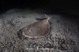 Finless Sleeper Ray, Temera hardwickii. Aka Shortnose Electric Ray. The smallest ray in the world. Tioman Island, Malaysia, South China Sea.