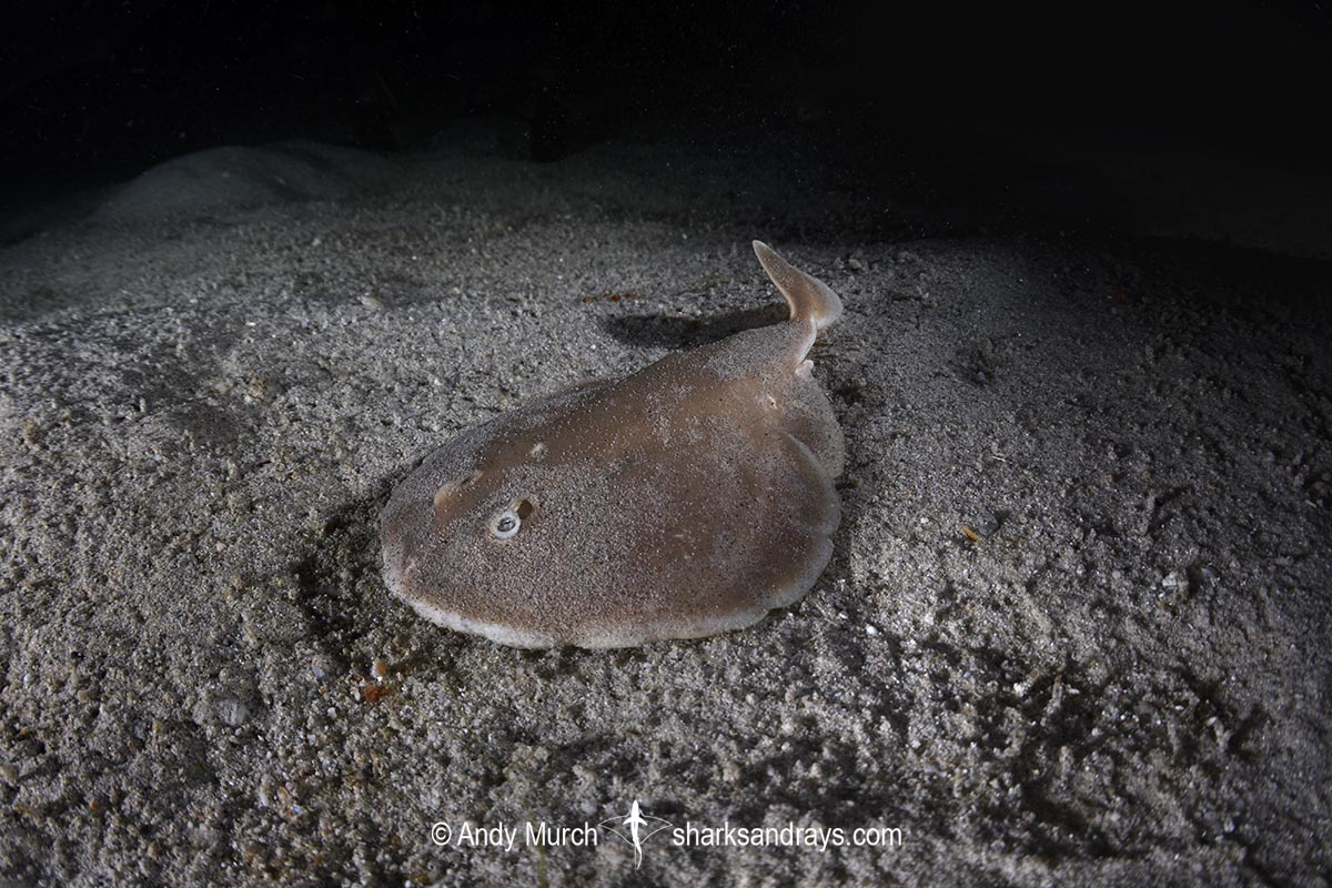 Finless Sleeper Ray, Temera hardwickii. Aka Shortnose Electric Ray. The smallest ray in the world. Tioman Island, Malaysia, South China Sea.