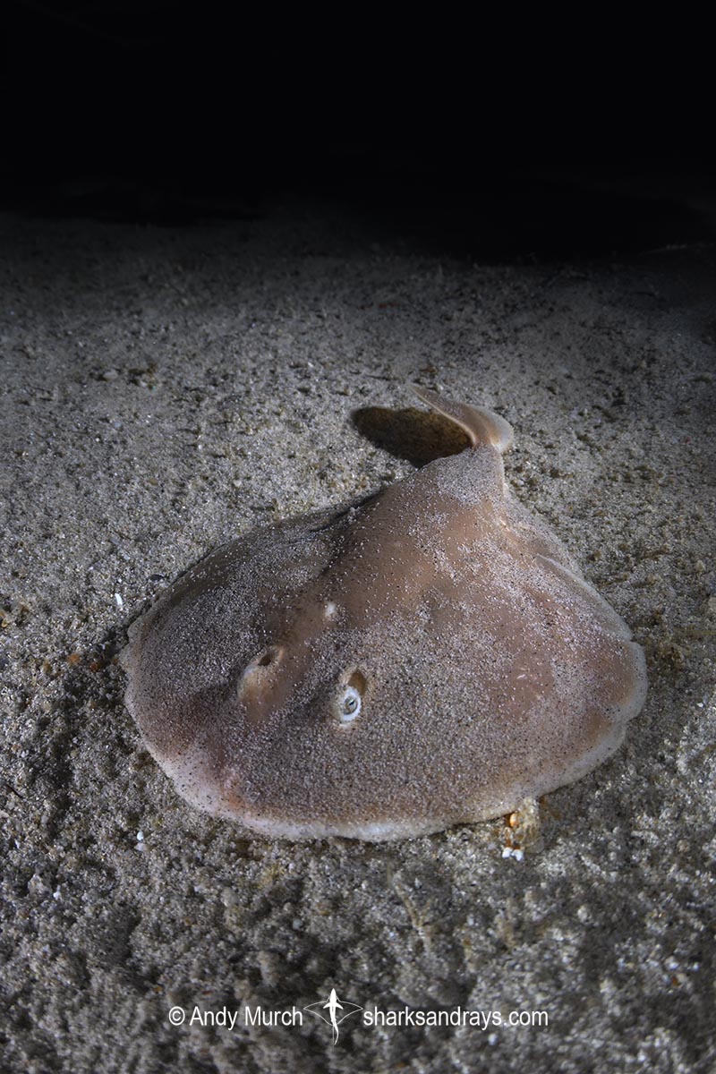 Finless Sleeper Ray, Temera hardwickii. Aka Shortnose Electric Ray. The smallest ray in the world. Tioman Island, Malaysia, South China Sea.