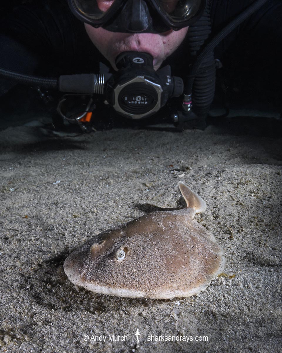 Finless Sleeper Ray, Temera hardwickii. Aka Shortnose Electric Ray. The smallest ray in the world. Tioman Island, Malaysia, South China Sea.