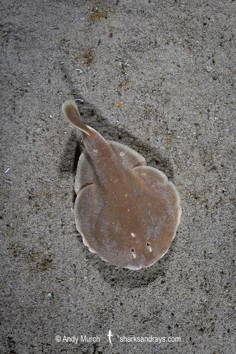 Finless Sleeper Ray, Temera hardwickii. Aka Shortnose Electric Ray. The smallest ray in the world. Tioman Island, Malaysia, South China Sea.