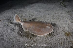 Finless Sleeper Ray, Temera hardwickii. Aka Shortnose Electric Ray. The smallest ray in the world. Tioman Island, Malaysia, South China Sea.