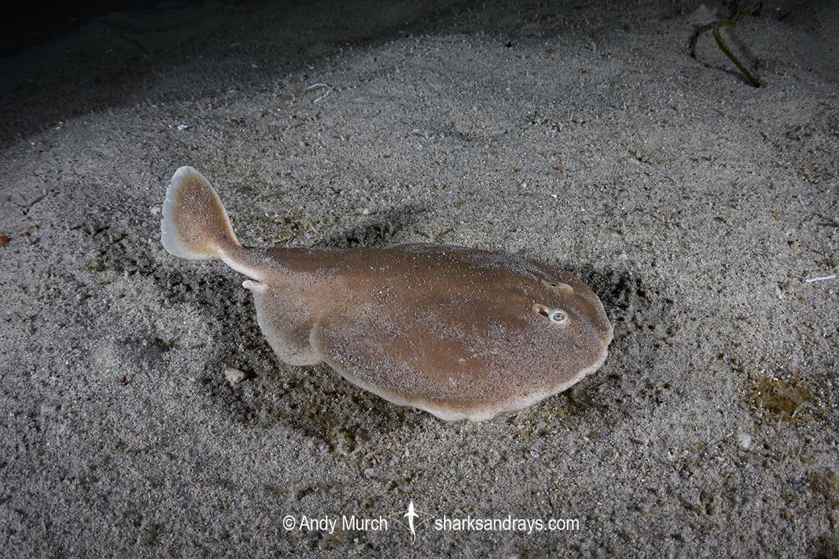 Finless Sleeper Ray, Temera hardwickii. Aka Shortnose Electric Ray. The smallest ray in the world. Tioman Island, Malaysia, South China Sea.