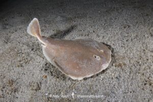 Finless Sleeper Ray, Temera hardwickii. Aka Shortnose Electric Ray. The smallest ray in the world. Tioman Island, Malaysia, South China Sea.