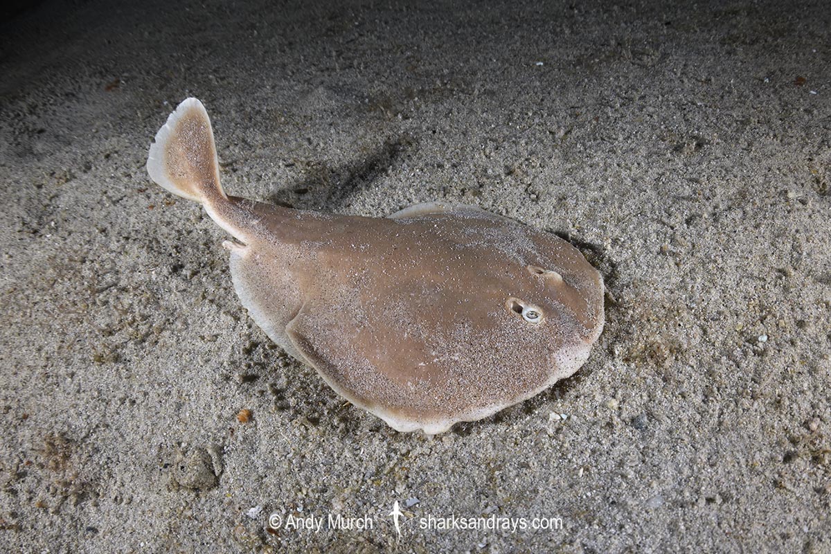 Finless Sleeper Ray, Temera hardwickii. Aka Shortnose Electric Ray. The smallest ray in the world. Tioman Island, Malaysia, South China Sea.