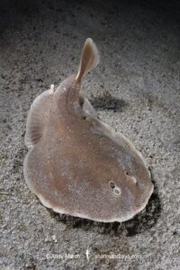 Finless Sleeper Ray, Temera hardwickii. Aka Shortnose Electric Ray. The smallest ray in the world. Tioman Island, Malaysia, South China Sea.