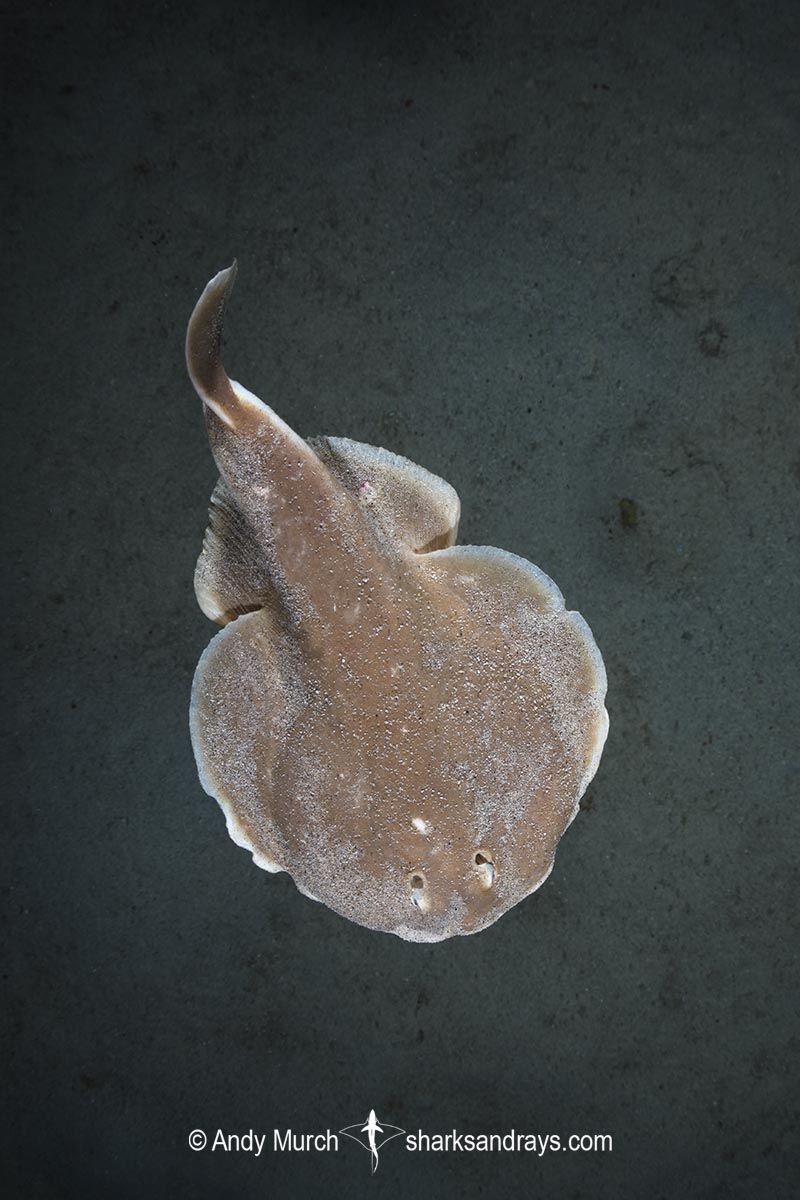 Finless Sleeper Ray, Temera hardwickii. Aka Shortnose Electric Ray. The smallest ray in the world. Tioman Island, Malaysia, South China Sea.