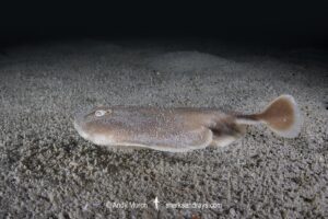 Finless Sleeper Ray, Temera hardwickii. Aka Shortnose Electric Ray. The smallest ray in the world. Tioman Island, Malaysia, South China Sea.