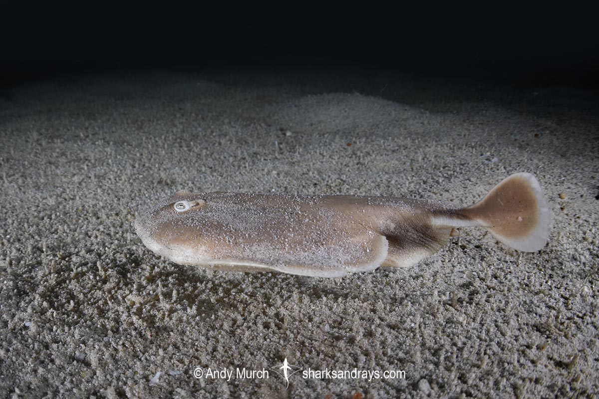 Finless Sleeper Ray, Temera hardwickii. Aka Shortnose Electric Ray. The smallest ray in the world. Tioman Island, Malaysia, South China Sea.