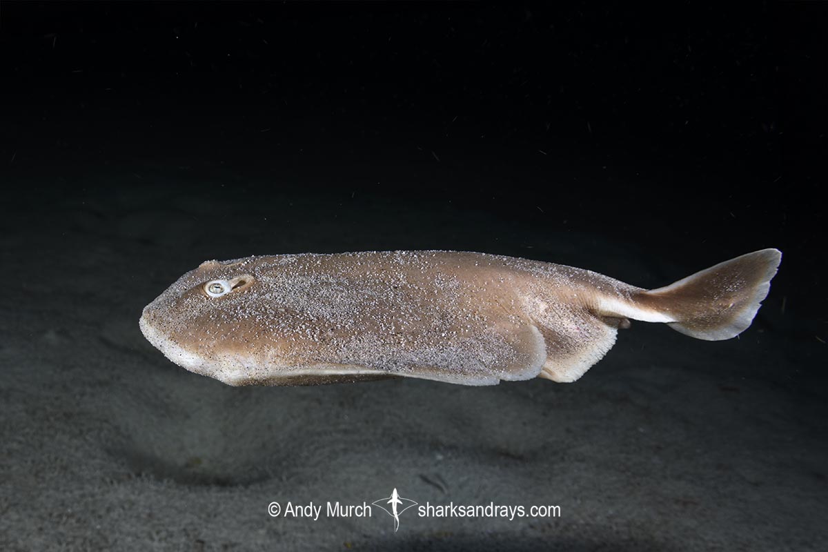 Finless Sleeper Ray, Temera hardwickii. Aka Shortnose Electric Ray. The smallest ray in the world. Tioman Island, Malaysia, South China Sea.