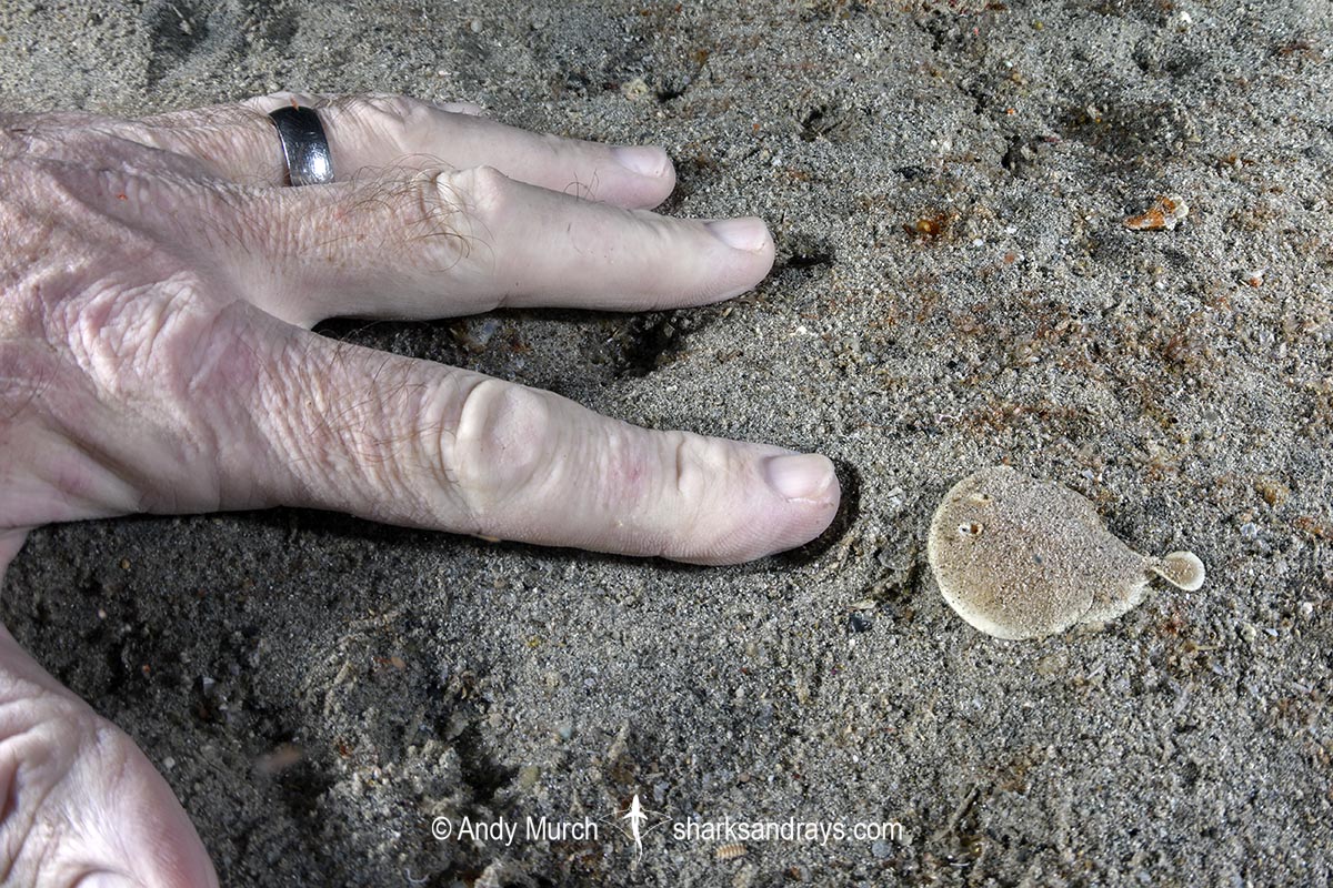 Finless Sleeper Ray, Temera hardwickii. Aka Shortnose Electric Ray. The smallest ray in the world. Tioman Island, Malaysia, South China Sea.