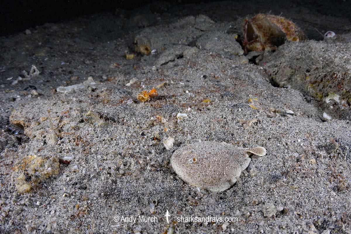 Finless Sleeper Ray, Temera hardwickii. Aka Shortnose Electric Ray. The smallest ray in the world. Tioman Island, Malaysia, South China Sea.