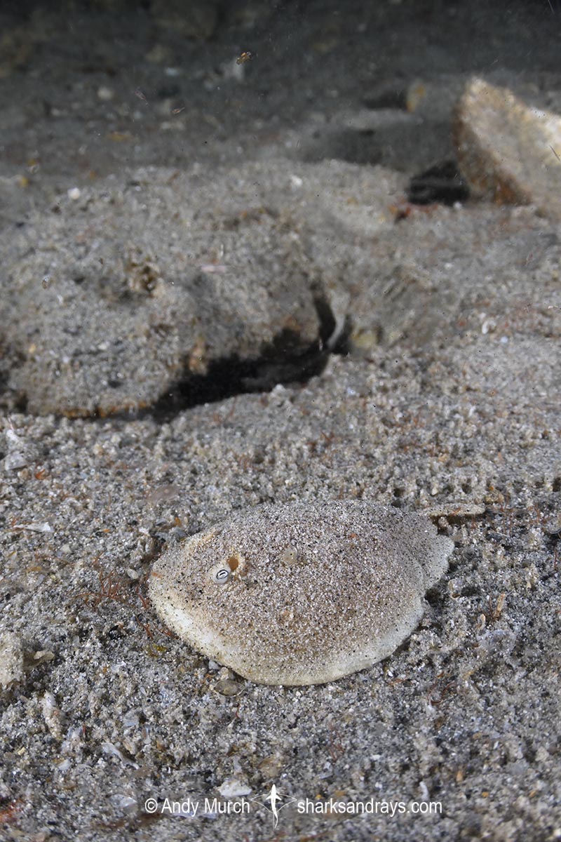 Finless Sleeper Ray, Temera hardwickii. Aka Shortnose Electric Ray. The smallest ray in the world. Tioman Island, Malaysia, South China Sea.