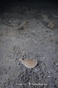 Finless Sleeper Ray, Temera hardwickii. Aka Shortnose Electric Ray. The smallest ray in the world. Tioman Island, Malaysia, South China Sea.