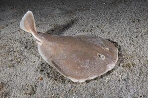 Finless Sleeper Ray, Temera hardwickii. Aka Shortnose Electric Ray. The smallest ray in the world. Tioman Island, Malaysia, South China Sea.