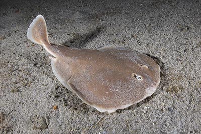 Finless Sleeper Ray, Temera hardwickii. Aka Shortnose Electric Ray. The smallest ray in the world. Tioman Island, Malaysia, South China Sea.