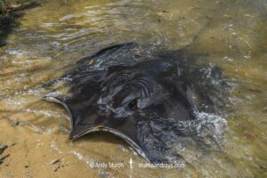 Freshwater Whipray, Urogymnus dalyensis. A freshwater and coastal stingray from northern Australia and PNG.
