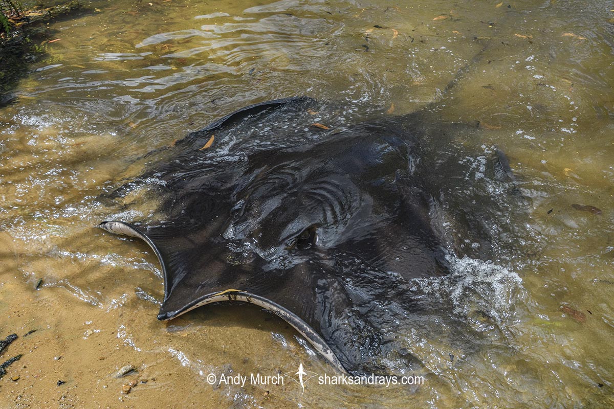 Freshwater Whipray, Urogymnus dalyensis. A freshwater and coastal stingray from northern Australia and PNG.