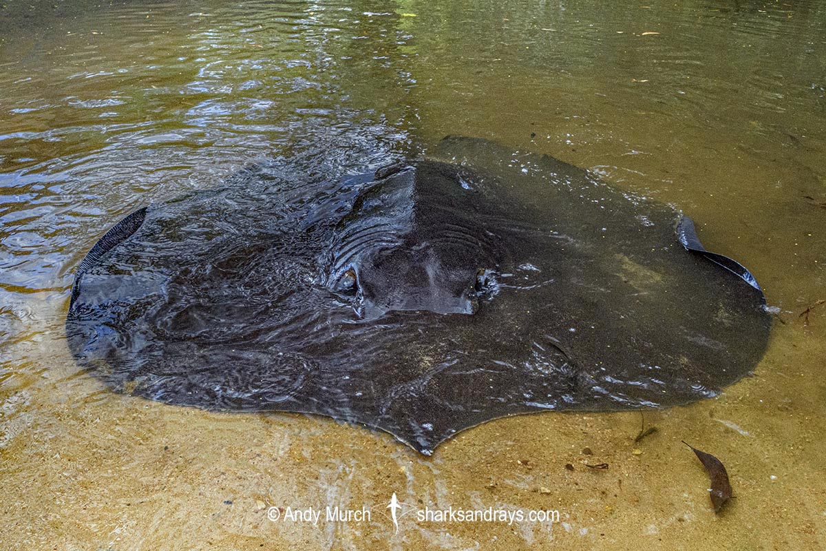 Freshwater Whipray, Urogymnus dalyensis. A freshwater and coastal stingray from northern Australia and PNG.