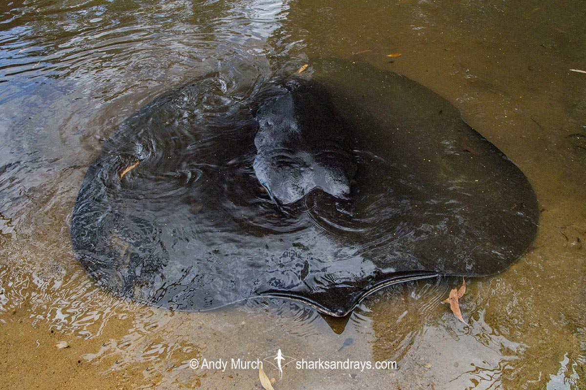 Freshwater Whipray, Urogymnus dalyensis. A freshwater and coastal stingray from northern Australia and PNG.