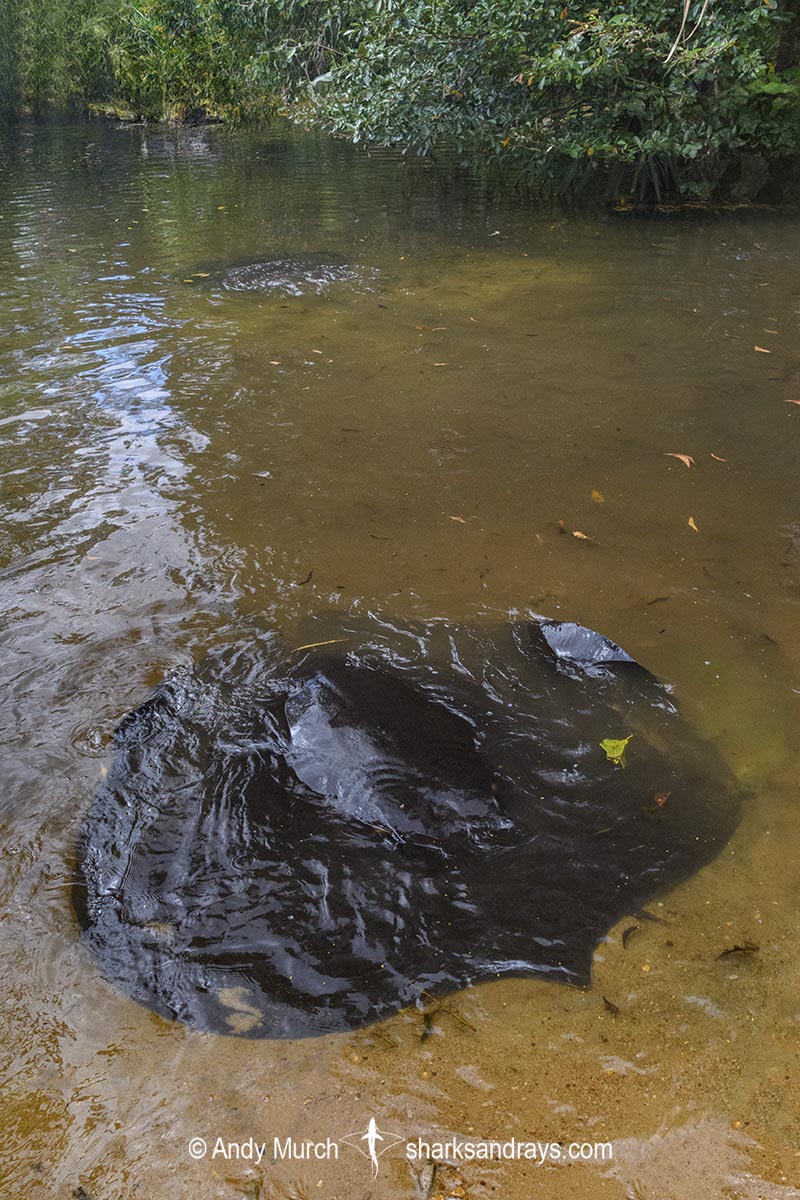 Freshwater Whipray, Urogymnus dalyensis. A freshwater and coastal stingray from northern Australia and PNG.