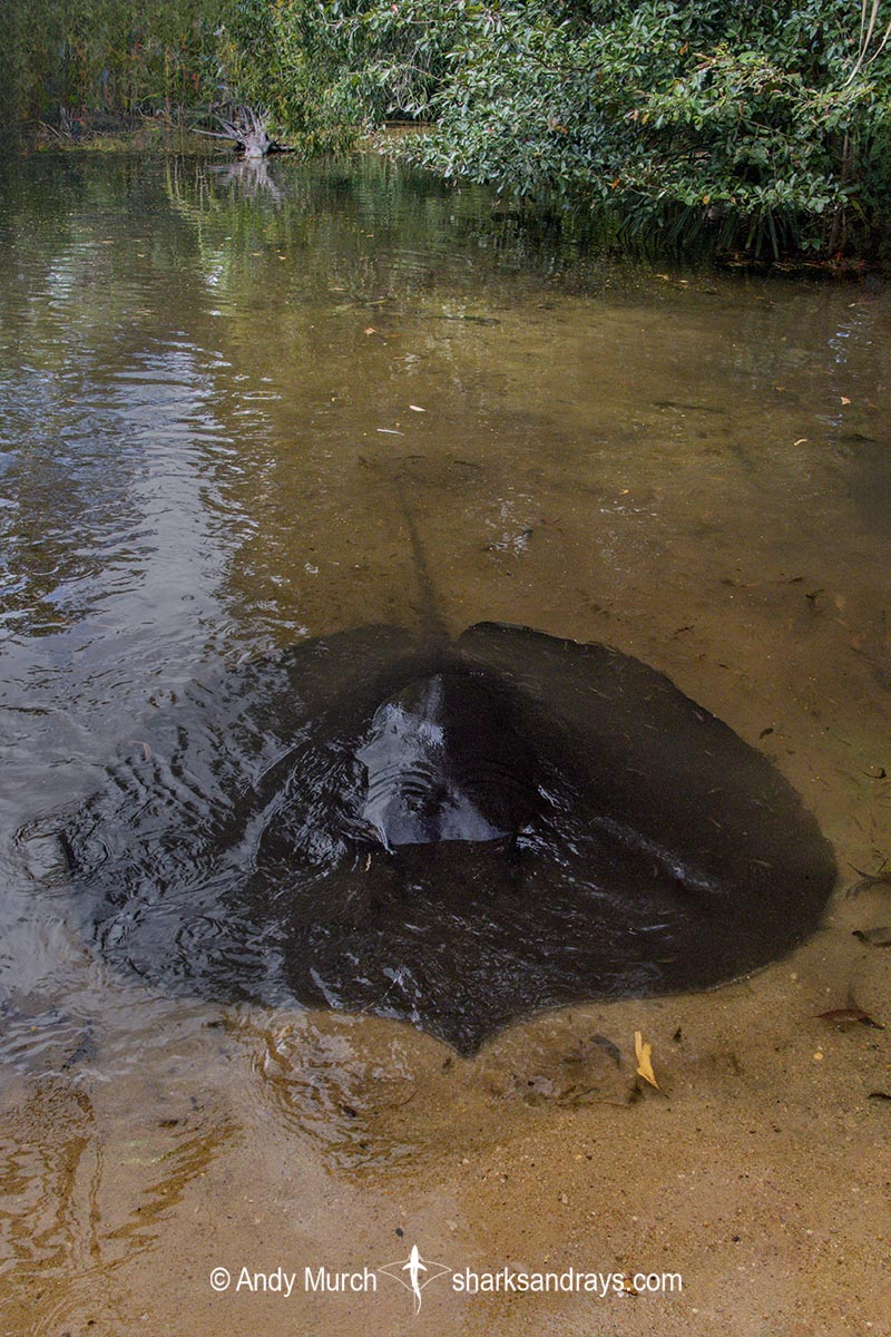 Freshwater Whipray, Urogymnus dalyensis. A freshwater and coastal stingray from northern Australia and PNG.