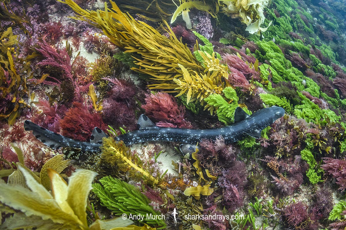 Necklace Carpetshark, Parascyllium variolatum. Aka Varied Carpetshark or varied catshark. Lonsdale Beach, Port Phillip Bay, Australia, Pacific Ocean.